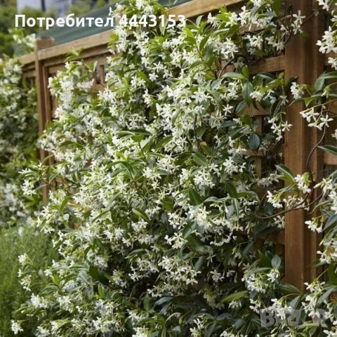 звезовиден жасмин 110см , снимка 2 - Градински цветя и растения - 53618467