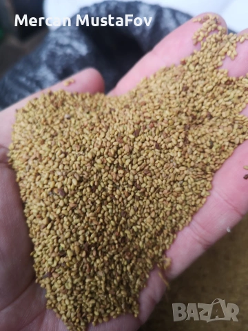 Семе Люцерна Плевен 6 / Приста , снимка 2 - За селскостопански - 53275774