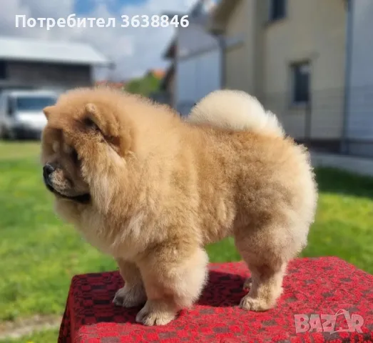 Чау чау, снимка 6 - Чау Чау - 49805421