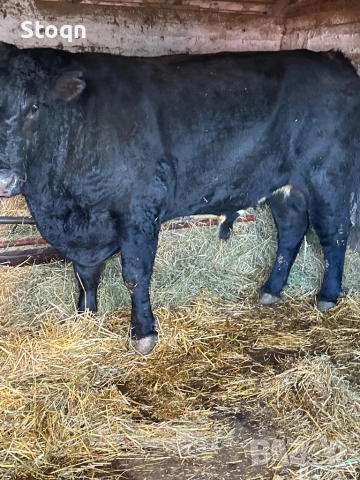 Продавам Бик Абърдийн