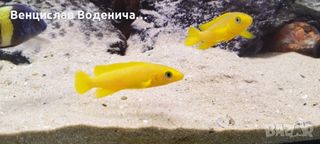 Продавам Цихлиди , снимка 3 - Рибки - 53512861