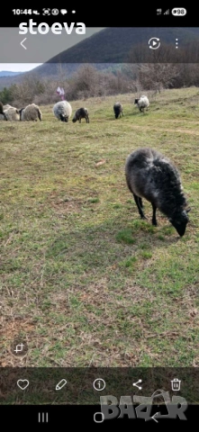 Продавам Романовски овце, снимка 2 - Овце - 53764916