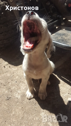 МАЛКИ КУЧЕНЦА, снимка 2 - Английски сетери - 52487494