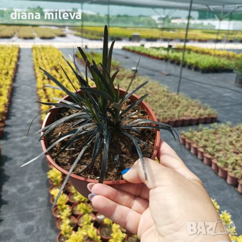 Черен Офиопогон, Ophiopogon black, студоустойчив!!, снимка 13 - Градински цветя и растения - 46103753