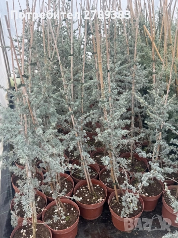 Кедър, снимка 2 - Градински цветя и растения - 53444052