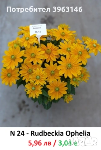 ГРАДИНСКИ Многогодишни Цветя..., снимка 18 - Градински цветя и растения - 51078747