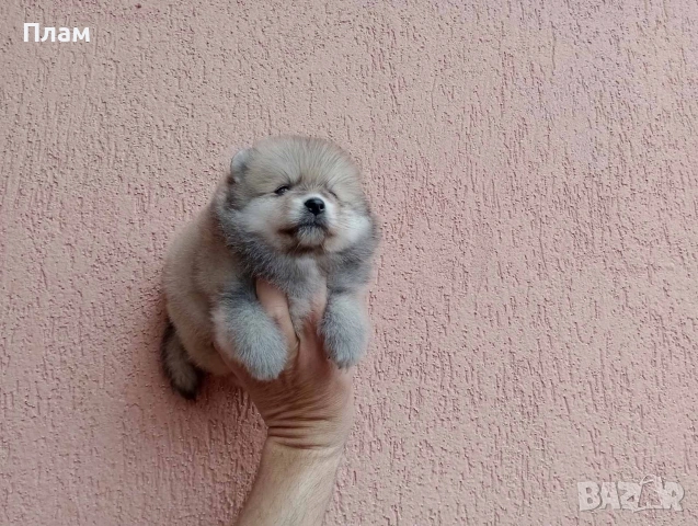 Померани.Реални снимки ! Мъжки и женски., снимка 14 - Померан - 54038182