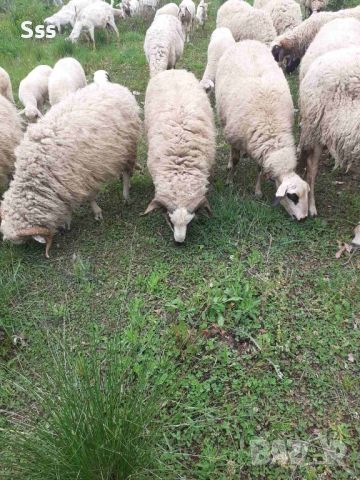 Провават се Овце, Кочове и  Чепишки  за Курбан Байрам