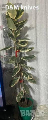 Продавам два броя Фикус Тинеке