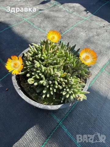 9 цвята делосперма 