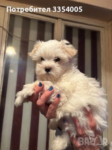 Йорки голд дъст, снимка 2 - Йоркширски териер - 53904207