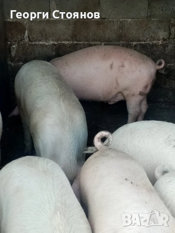 Свободни! Домашни прасета, снимка 4 - Прасета - 52829144