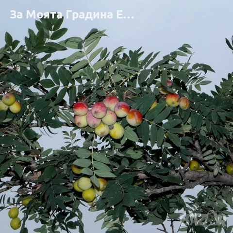 Скруша, снимка 3 - Градински цветя и растения - 53618653