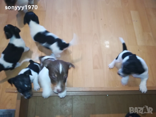 ДЖАКОВЕ-БЕБЕТА Х 250ЛВ ЗА БРОЙ 2109251816, снимка 5 - Джак ръсел териер - 51788209