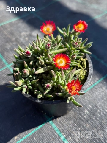 Делосперма 9 цвята , снимка 6 - Градински цветя и растения - 50675838