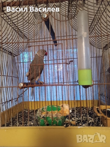 Продавам малък Александър , снимка 2 - Папагали - 53890017