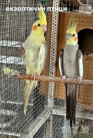 Продавам двойка Корели 