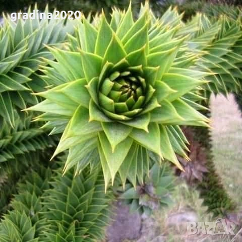 Араукария, Чилийски бор -Araucaria araucana, снимка 2 - Разсади - 53580738