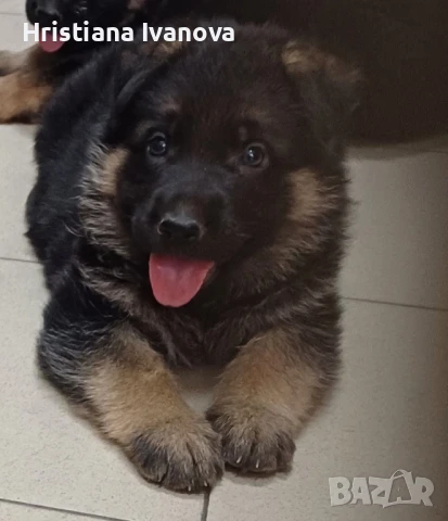 Продавам малки чистокръвни немски овчарки, снимка 1