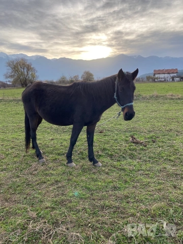 Кобила с малко конче, снимка 5 - Коне - 52208617