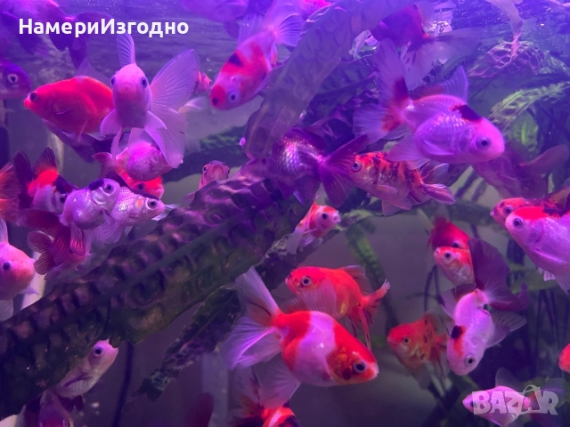 Оранди, снимка 3 - Рибки - 52949522