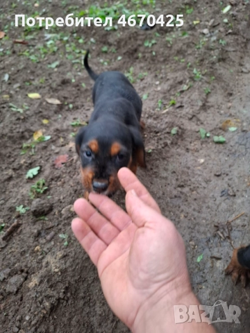 Продавам малки ловни кученца., снимка 3 - Гонче - 52673874