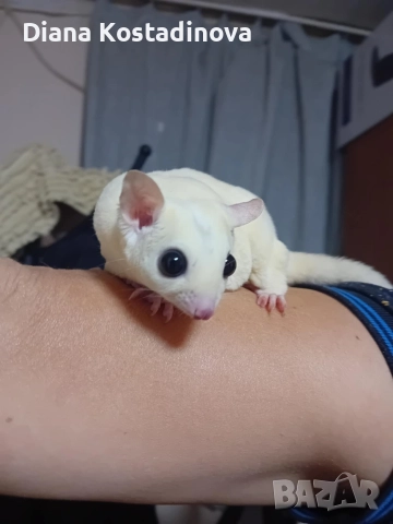 захарна летяща катеричка 