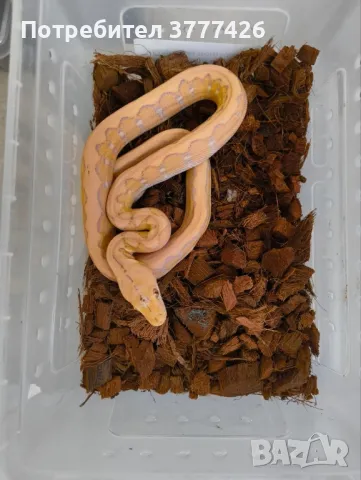 Мрежест Питон / Python reticulatus, снимка 1