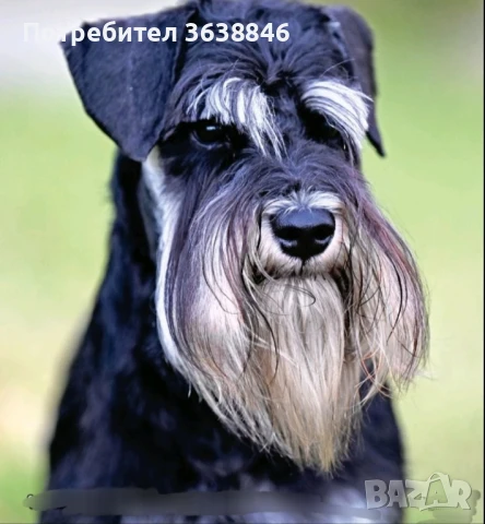 Цверг шнауцер