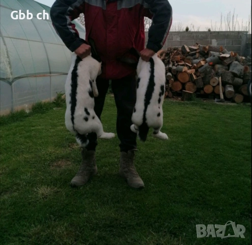 Зайци различна възраст 