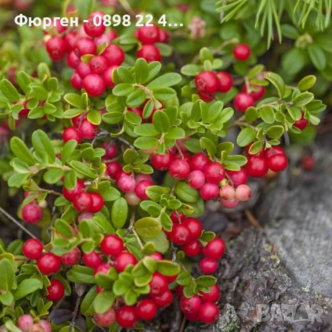 Американската червена боровинка, снимка 3 - Разсади - 52922778