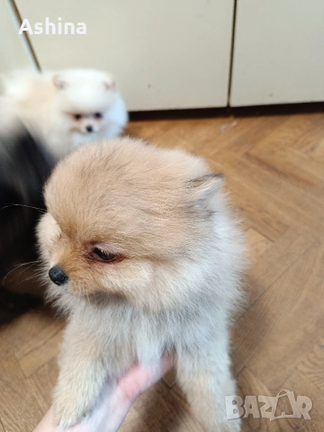 померан мини, снимка 7 - Померан - 53597861