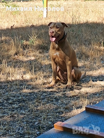 мъжки питбул за разплод, безплатно , снимка 2 - Питбул - 51800293
