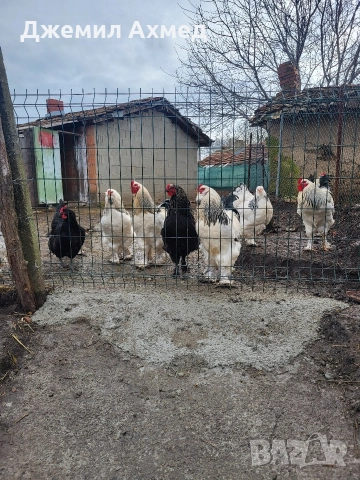 брами петли и носачки, снимка 2 - Кокошки и пуйки - 52910054