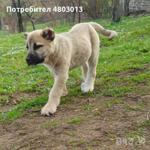 Продавам турски кангали, снимка 3 - Кангал - 54258341