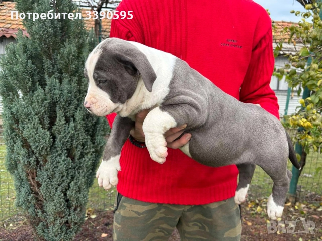 Aмериканско Були Хл , снимка 2 - Питбул - 52688919