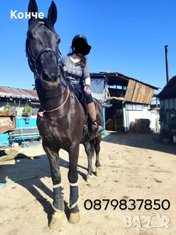 Продавам дунавски кастрат , снимка 3 - Коне - 53742277