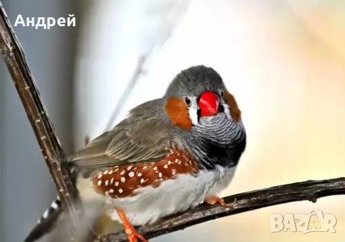 зеброва амадина, снимка 4 - Амадини - 53860909