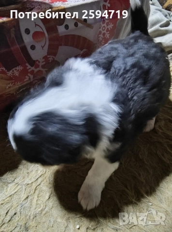 продавам кученца немски шпиц , снимка 3 - Шпиц - 52963890