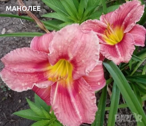 🍁🪷🪴ХЕМЕРОКАЛИС-нисък- розов и жълт🌞❄️🎁💐, снимка 2 - Градински цветя и растения - 53409795