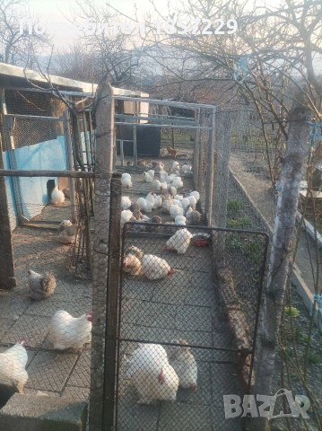 мини кохин кокошки , снимка 6 - други­ - 53816235