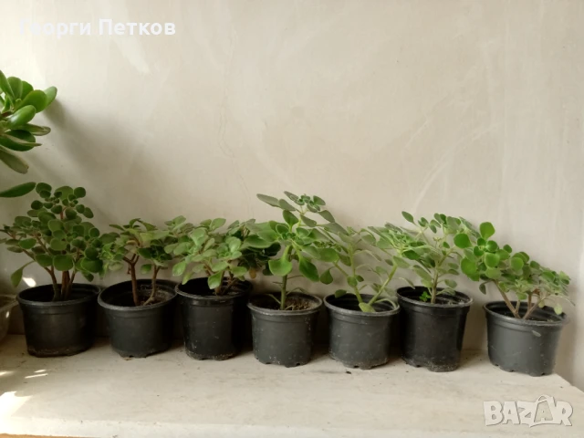 Дърво на Парите-Айхризон. Височина 10-15см.-7лв., снимка 2 - Стайни растения - 51306507