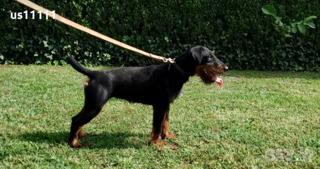 елитен ягдтериер с родословие 4 месеца , снимка 5 - Ягдтериер - 53757461