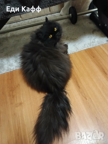 Продавам прекрасни персийски котенца , снимка 6 - Персийска - 50016785