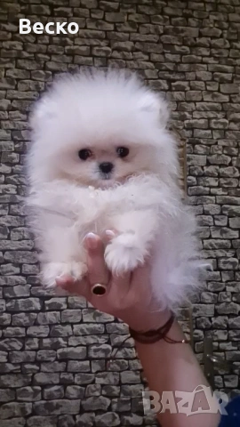 Померан мини женски , снимка 2 - Померан - 53158238