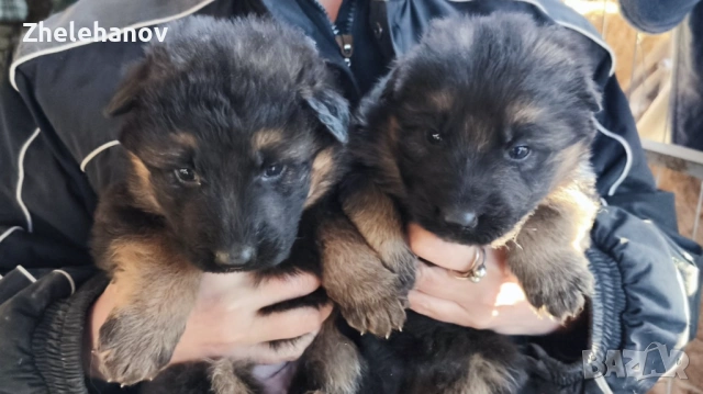 Немска Овчарка от Развъдник ”Von Zhelehanov”, снимка 10 - Немска овчарка - 53485276
