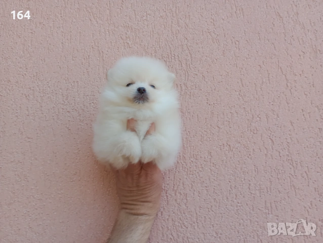 Померани. Реални снимки от 19.04.26 г. 