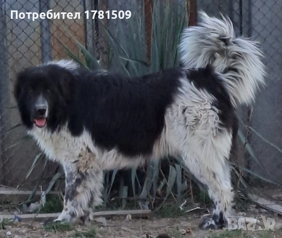 Свободен за нов стопанин..., снимка 1