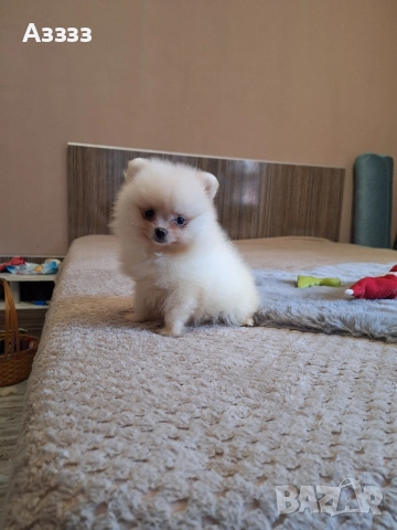 Померан померан