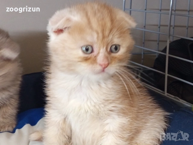 Шотландски клепоухи котенца, снимка 4 - Британска късокосместа - 53632007